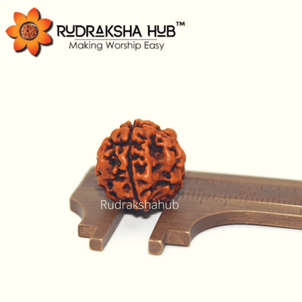 4 मुखी रुद्राक्ष (नेपाली)