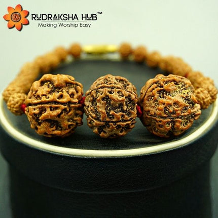 Rudraksha for Students