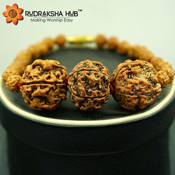 Rudraksha for Students