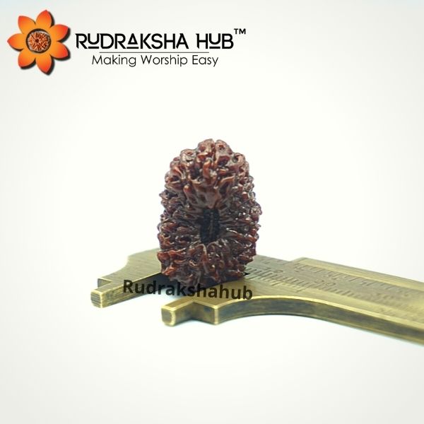 16 मुखी रुद्राक्ष (इंडोनेशियाई)