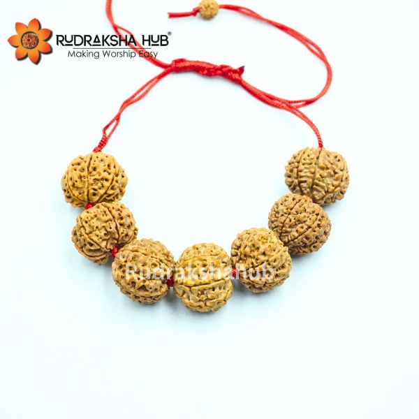 7 Mukhi Rudraksha Bracelet (Nepali)