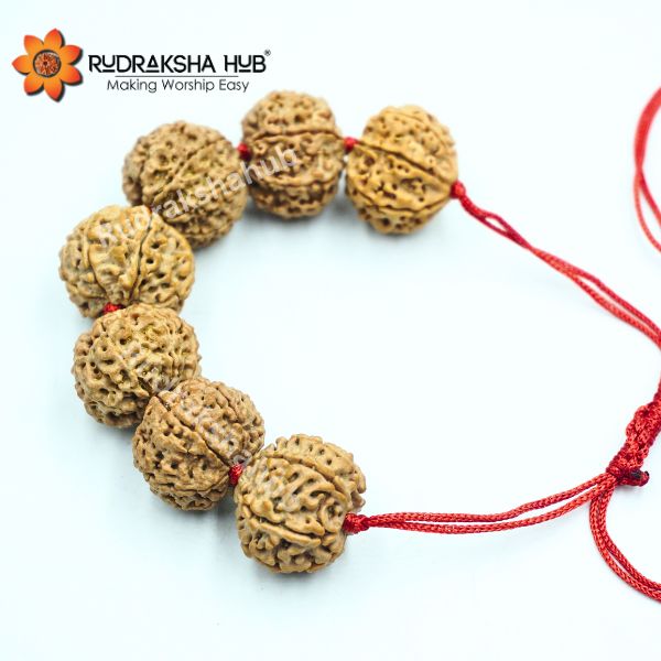 7 Mukhi Rudraksha Bracelet (Nepali)