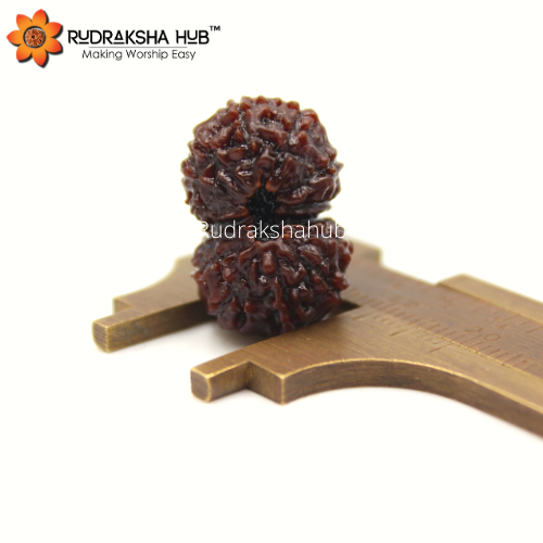 14 Mukhi Rudraksha (Indonesian)