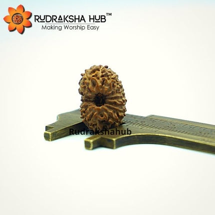 15 मुखी रुद्राक्ष (इंडोनेशियाई)