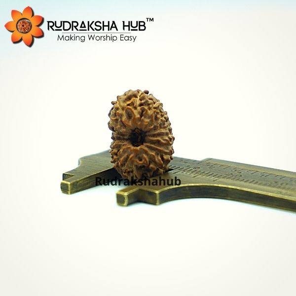15 Mukhi Rudraksha (Indonesian)