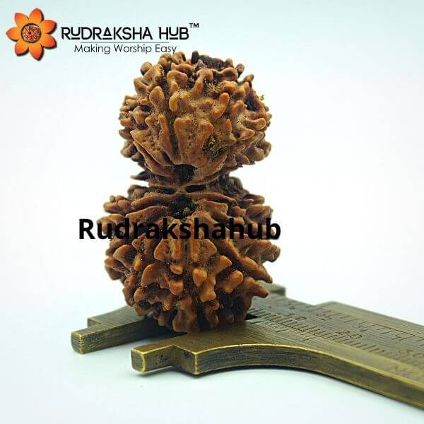 14 Mukhi Gauri Shankar Rudraksha (Nepali)