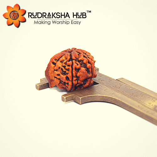 6 Mukhi Ganesha Rudraksha (Nepali)