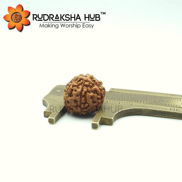 6 Mukhi Rudraksha (Indonesian)