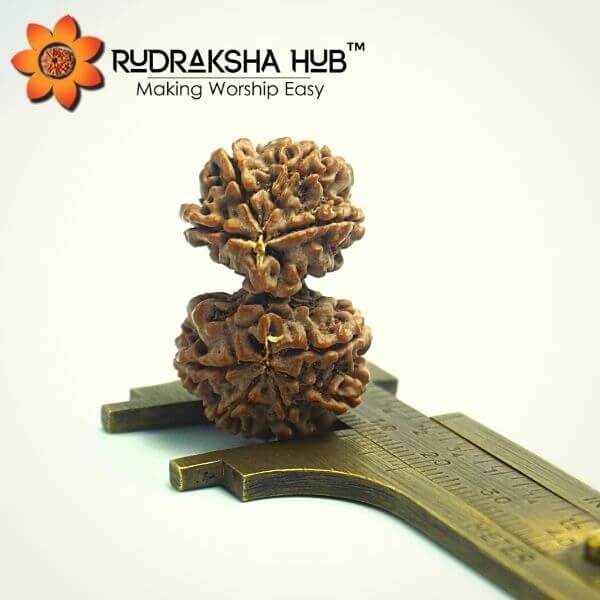 9 Mukhi Gauri Shankar Rudraksha (Nepali)