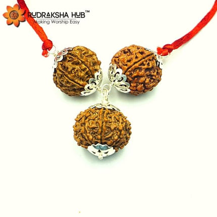 व्यापार वृद्धि के लिए रुद्राक्ष