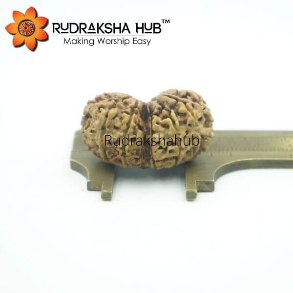14 Mukhi Gauri Shankar Rudraksha Collector Bead (Nepali)