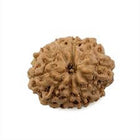 10 Mukhi Rudraksha (Indonesian)