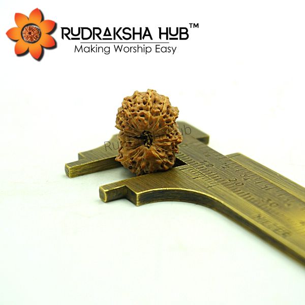 17 Mukhi Rudraksha (Indonesian)