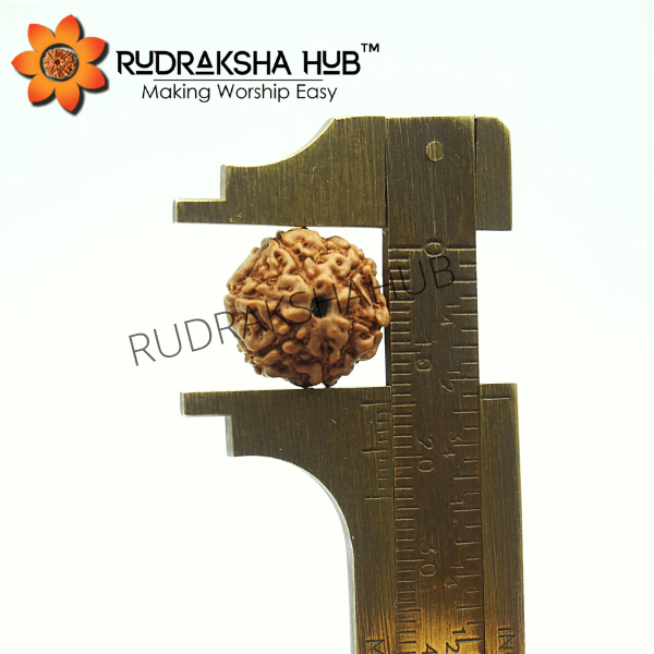 6 Mukhi Rudraksha (Indonesian)