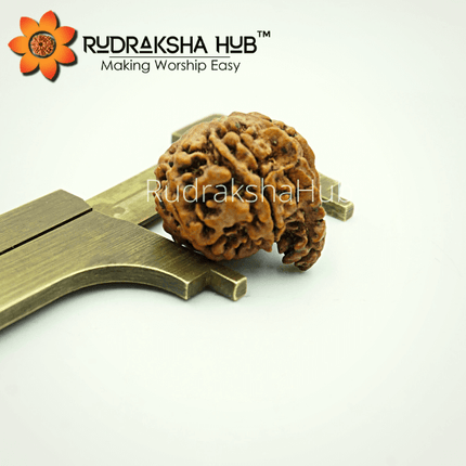 7 मुखी गणेश रुद्राक्ष (नेपाली)