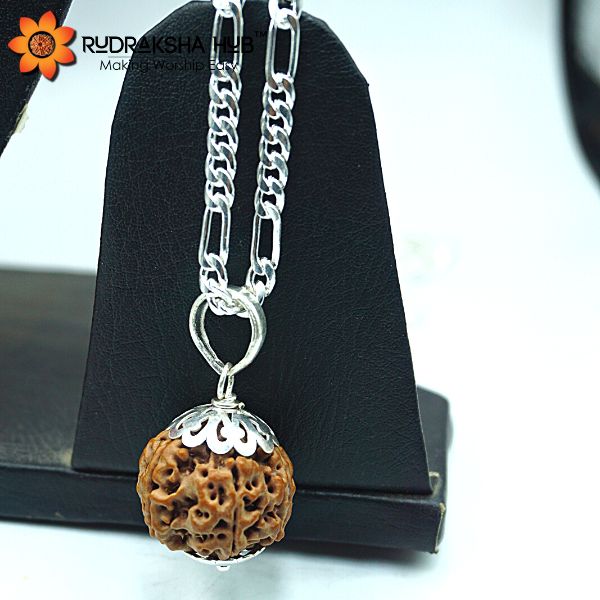 7 Mukhi Rudraksha in Pure Silver Chain
