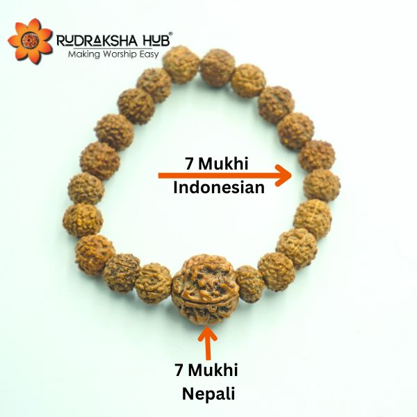 7 Mukhi Rudraksha Guru Bracelet