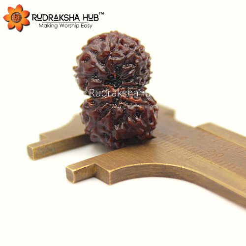 14 Mukhi Rudraksha (Indonesian)