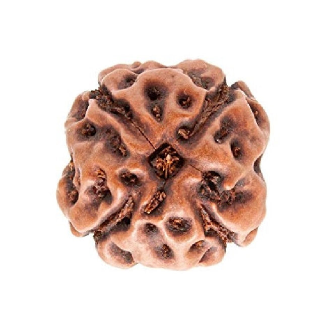 4 Mukhi Rudraksha (Indonesian)