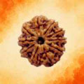 Rudraksha