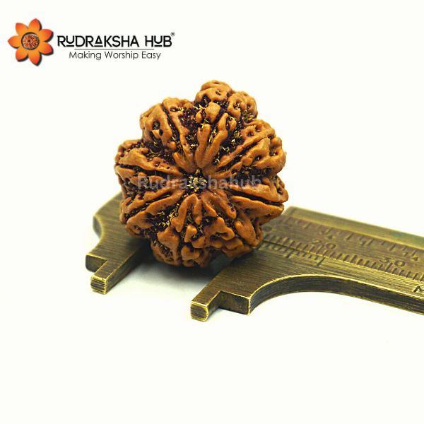 8 Mukhi Ganesha Rudraksha