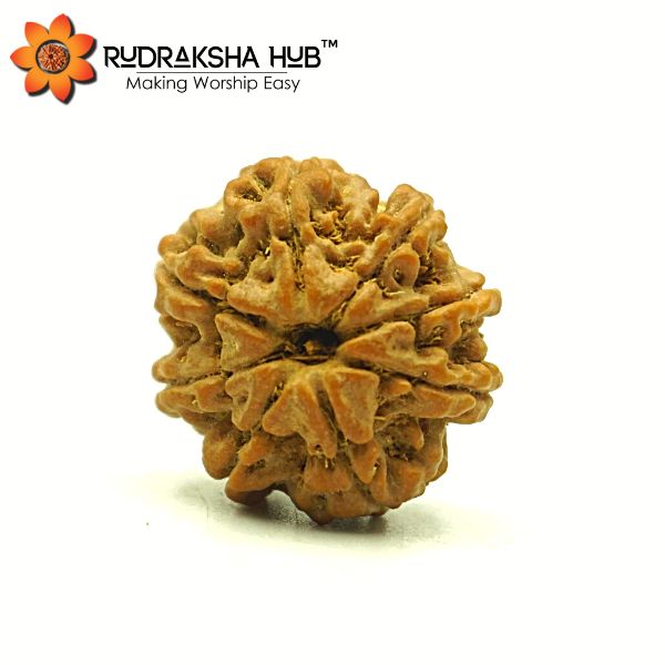 8 Mukhi Rudraksha (Nepali)