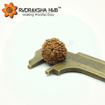 7 मुखी रुद्राक्ष (इंडोनेशियाई)
