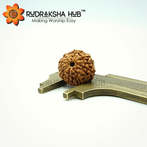 8 Mukhi Rudraksha (Indonesian)