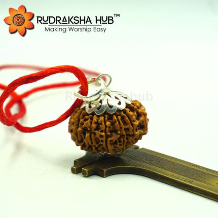 13 Mukhi Nepali Rudraksha Pendant