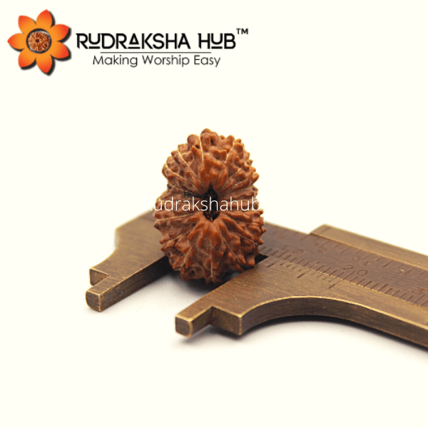 18 मुखी रुद्राक्ष (इंडोनेशियाई)