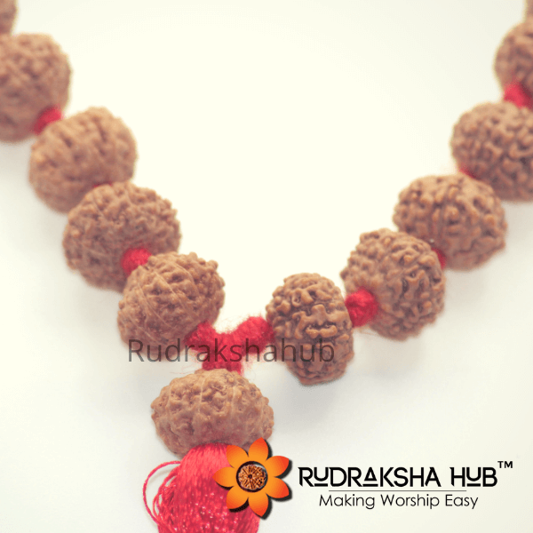 8 Mukhi Rudraksha Mala