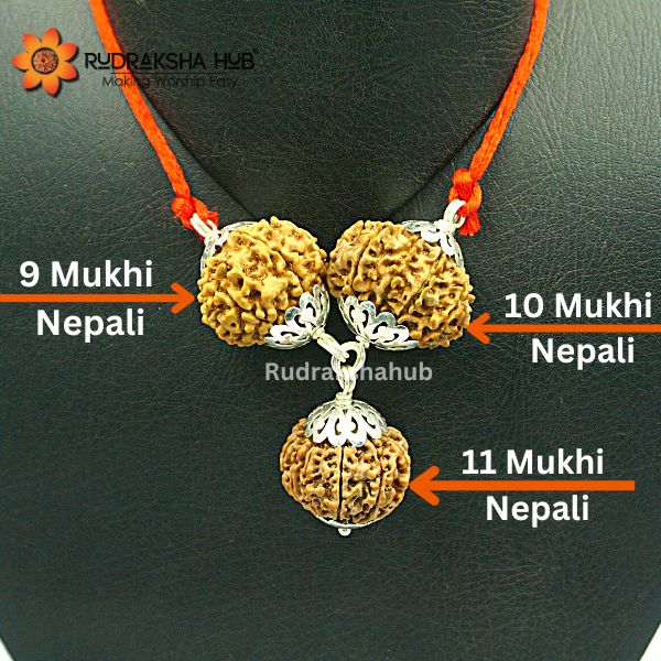 Rudraksha for Power Management and Confidence