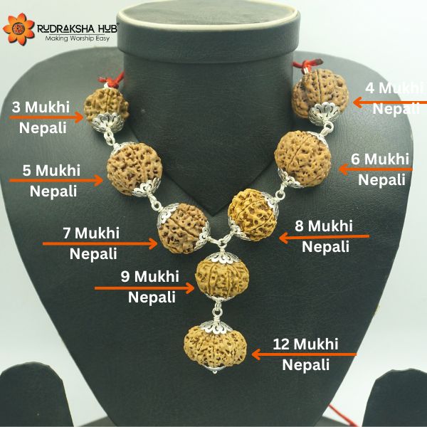 Rudraksha for Success