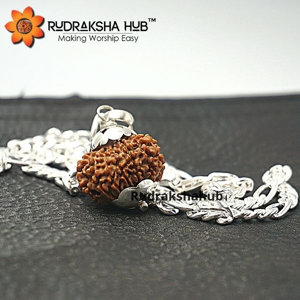 12 Mukhi Rudraksha Pendant in Silver Chain