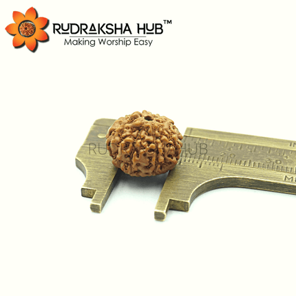 7 मुखी रुद्राक्ष (इंडोनेशियाई)