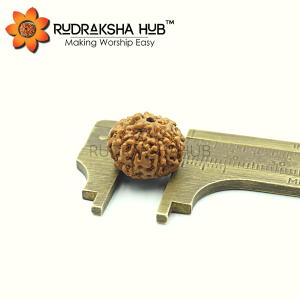 7 Mukhi Rudraksha (Indonesian)
