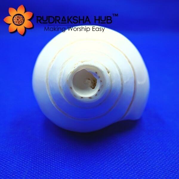 Blowing Shankh (Blowing Conch Shell) 4 Inches