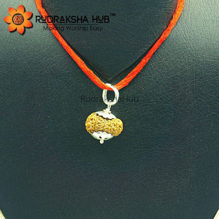 17 Mukhi Rudraksha (Indonesian)