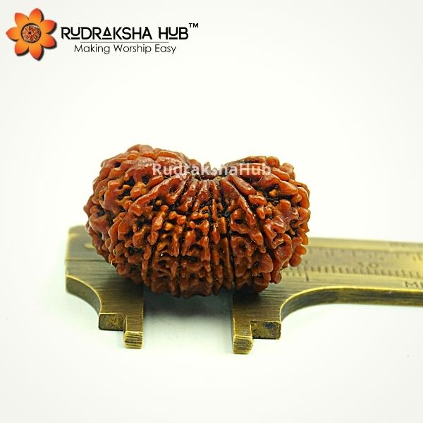 17 Mukhi Rudraksha (Nepali)