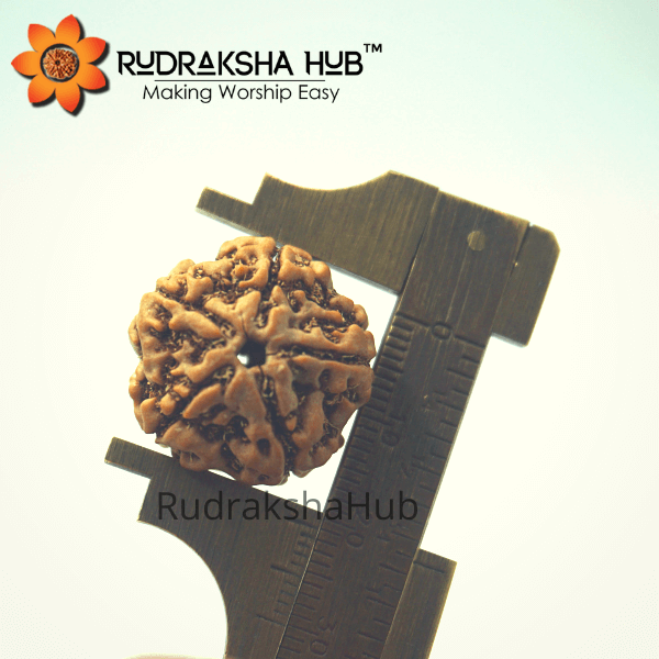 5 Mukhi Rudraksha (Nepali)