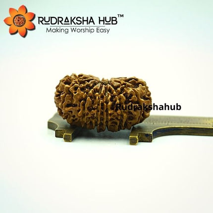 15 मुखी रुद्राक्ष (नेपाली)
