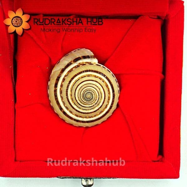 Vishnu Chakra Conch Shell