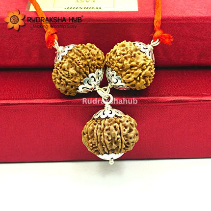 Rudraksha for Power Management and Confidence