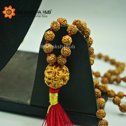 Rudraksha For Digestion