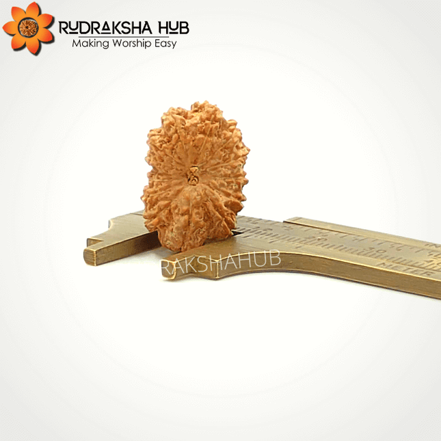 13 Mukhi Rudraksha (Indonesian)
