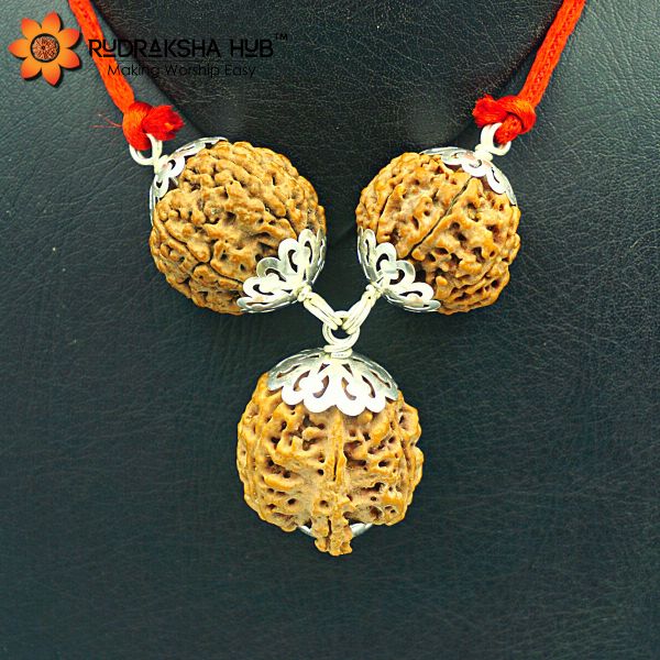 Rudraksha for Financial Knowledge