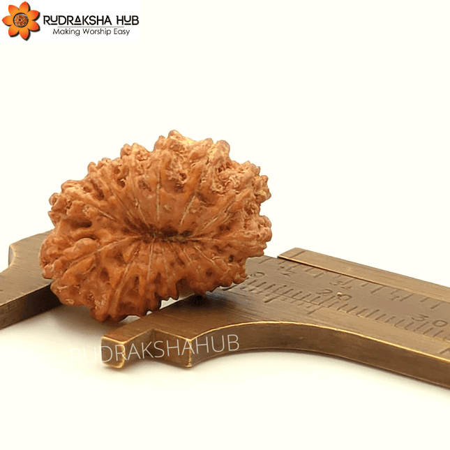 13 Mukhi Rudraksha (Indonesian)