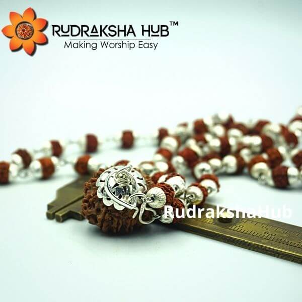 12 Mukhi Rudraksha Silver Capped Mala