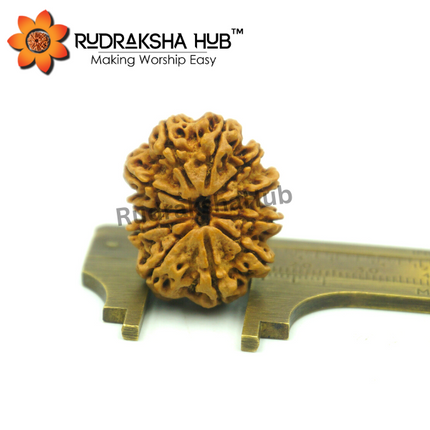 11 Mukhi Rudraksha (Nepali)