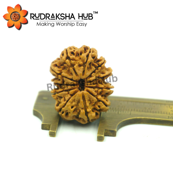 11 Mukhi Rudraksha (Nepali)